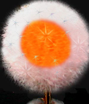 Bling Globug Champagne&SteelheadOrange trout fly