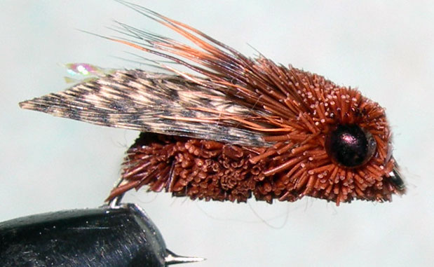 Mountain Cicada brown Mallard Wing trout fly